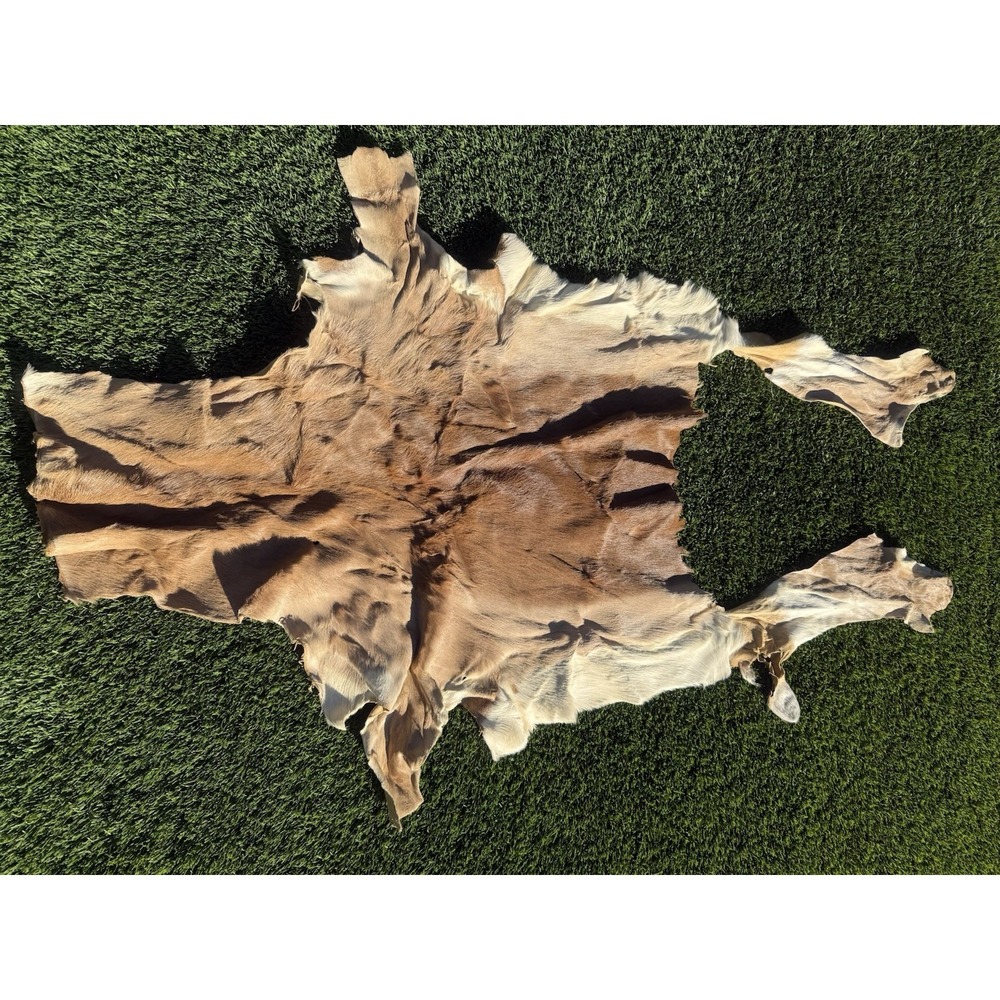 African Springbok Hide – Small Tanned Hair-On Pelt for Crafting / Decor